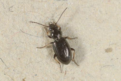 Réf. 315 613 : Bembidion properans